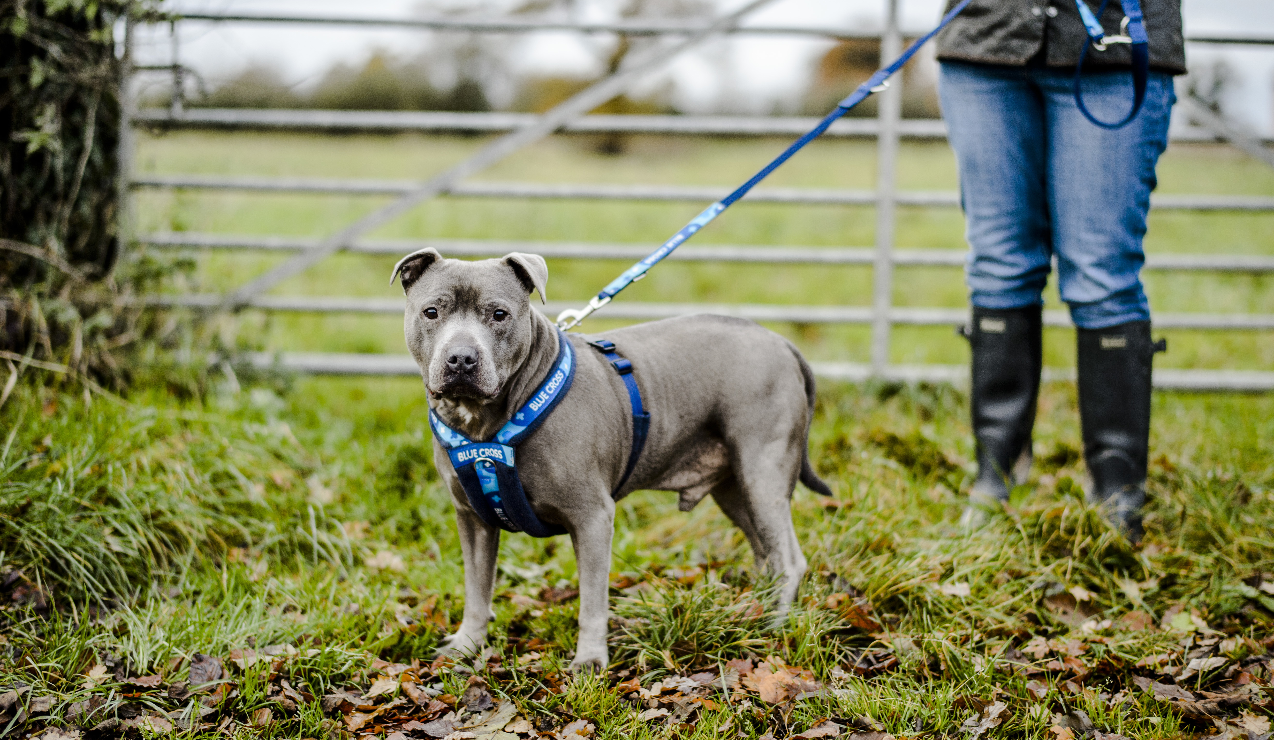 Blue staffy cross sales pitbull